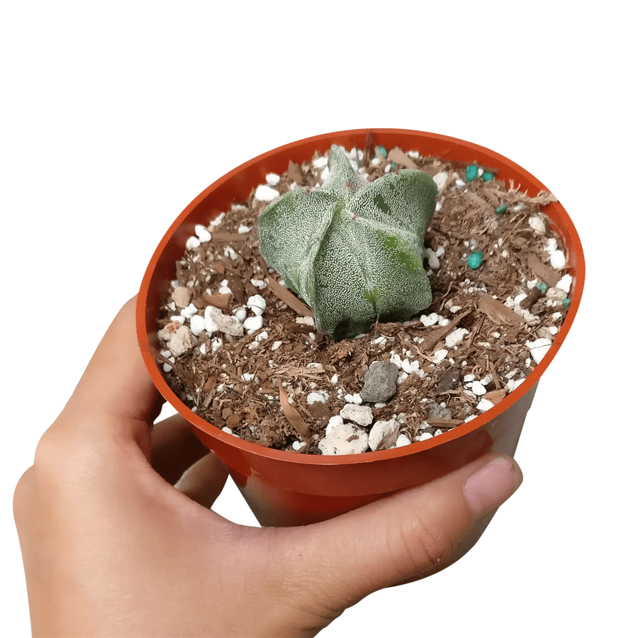 Rare Astrophytum Myriostigma Bishop's Cap Cactus， Unique Succulent Gift Ideas - 4 inch with Clay Pot