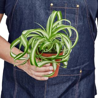 Spider Plant 'Bonnie' (Chlorophytum comosum) Plant in 4 in. Grower Pot 4_SPIDER_BONNIE