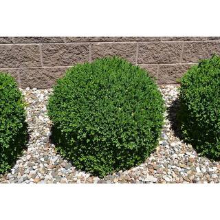 BELL NURSERY 2 Gal. Green Velvet Boxwood (Buxus) Live Evergreen Shrub BUXUS2GRE1PK