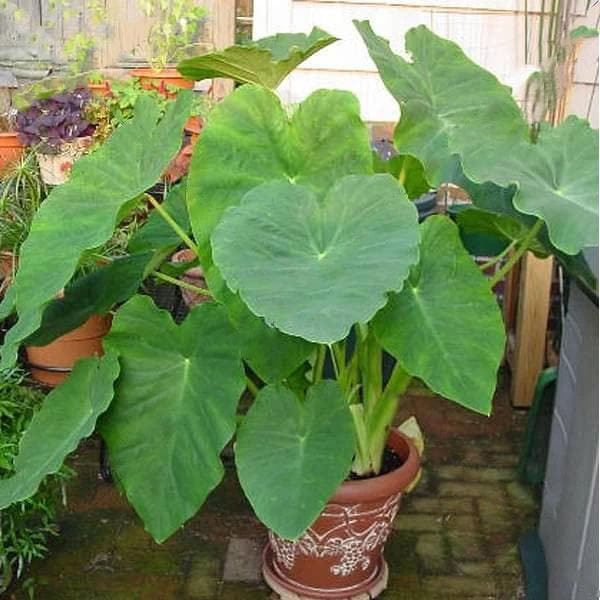 Alocasia, Elephant Ear (Green) - Plant