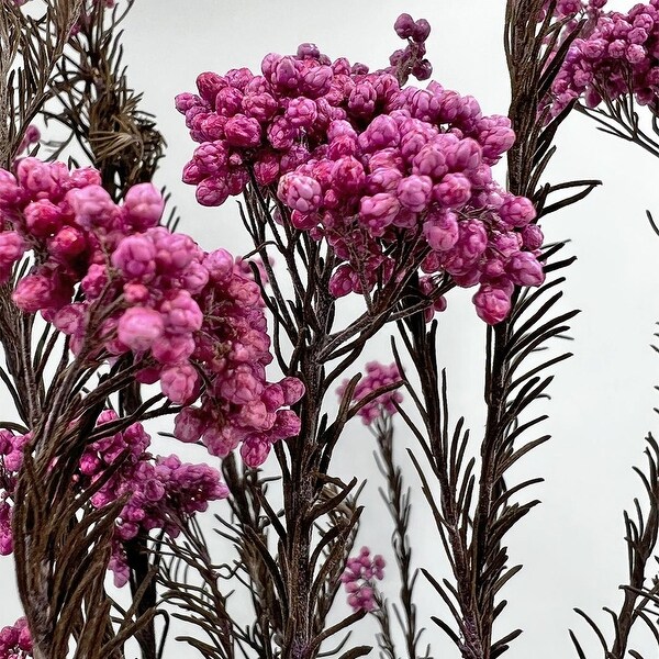 Bundle of 4 Preserved Millet ，Rice Flower