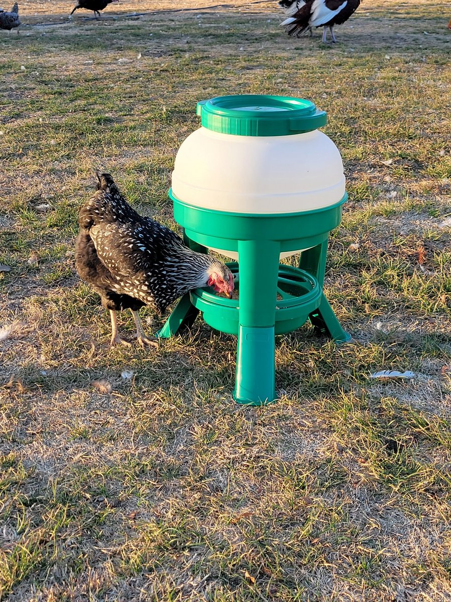 My Favorite Chicken Hopper Poultry Feeder， 25-lb