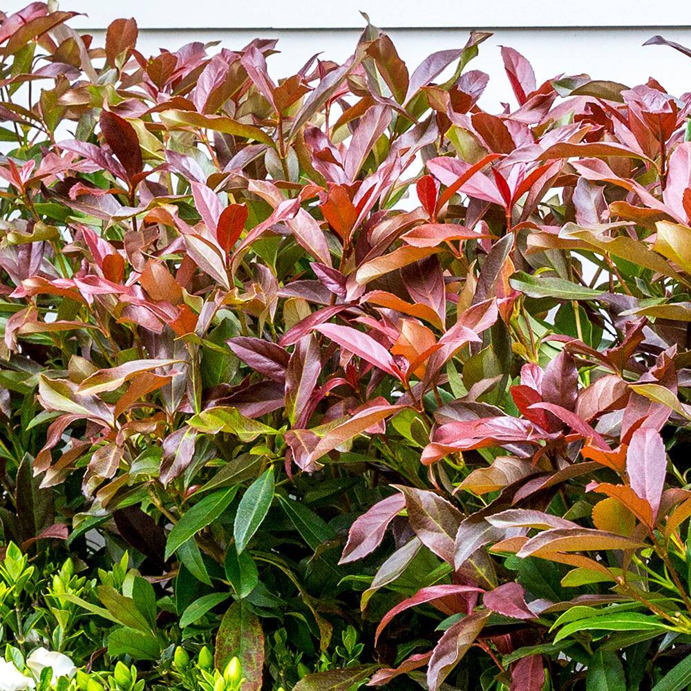 SOUTHERN LIVING 3 Gal. Coppertop Sweet Viburnum Shrub with Olive Green to Dark Red Evergreen Foliage 56863