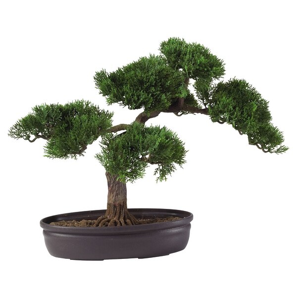 Cedar Bonsai 16 Silk Plant