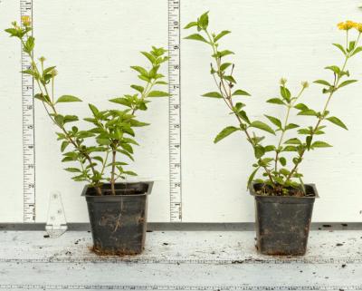 Classy Groundcovers - Lantana 'New Gold'  {25 Pots - 3 1/2 inch Square}