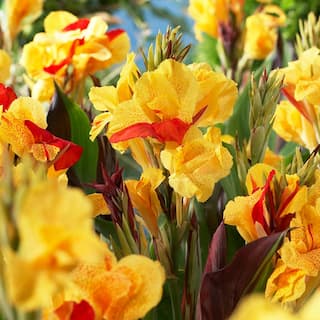 VAN ZYVERDEN Red and Yellow Canna Cleopatra Bulbs (5-Pack) 83455