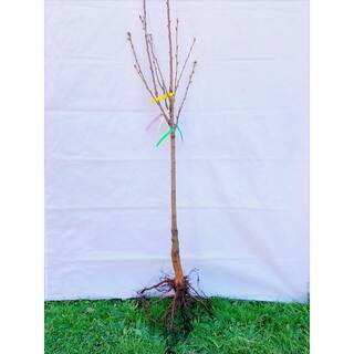 Online Orchards Double Cherry Twist Tree Bare Root CBCH002