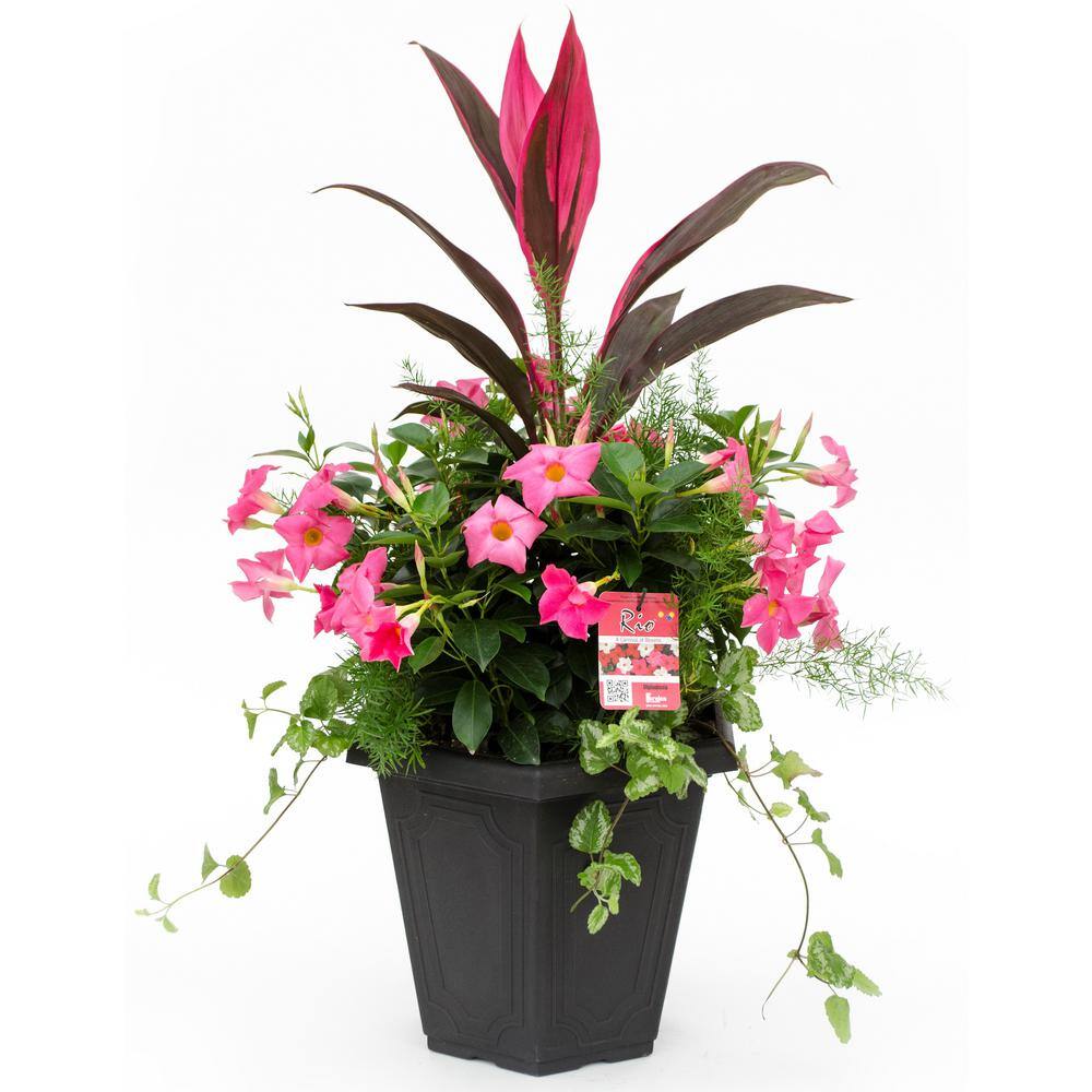 Rio 3.8 Gal. (#15) Planter Dipladenia Flowering Annual Shrub with Assorted Bloom Colors and Combinations 1001319382