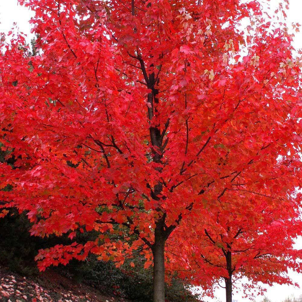 Brighter Blooms 5 ft. to 6 ft. Tall 5 Gal. Autumn Blaze Maple Trees MAP-BLA-56-5