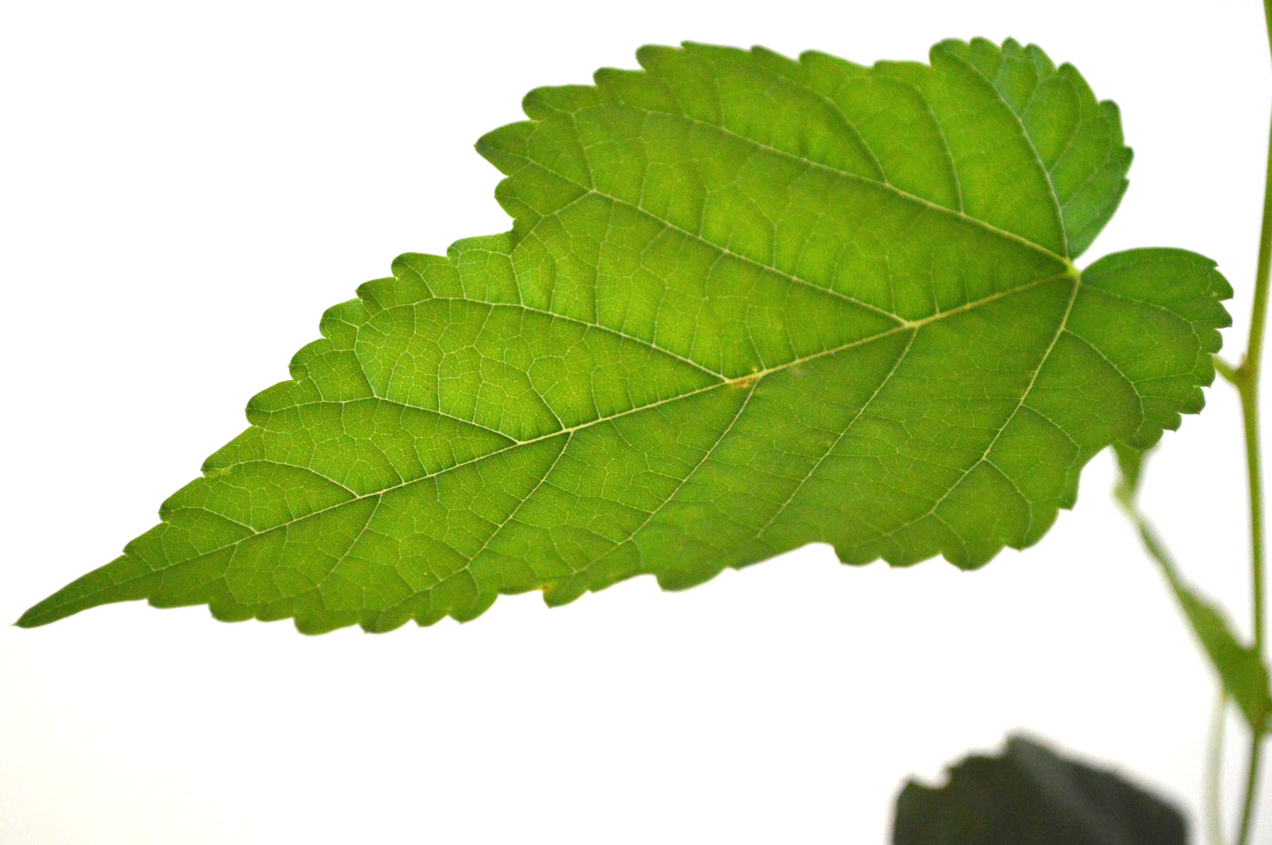 9GreenBox - Dwarf Black Mulberry 4'' Pot