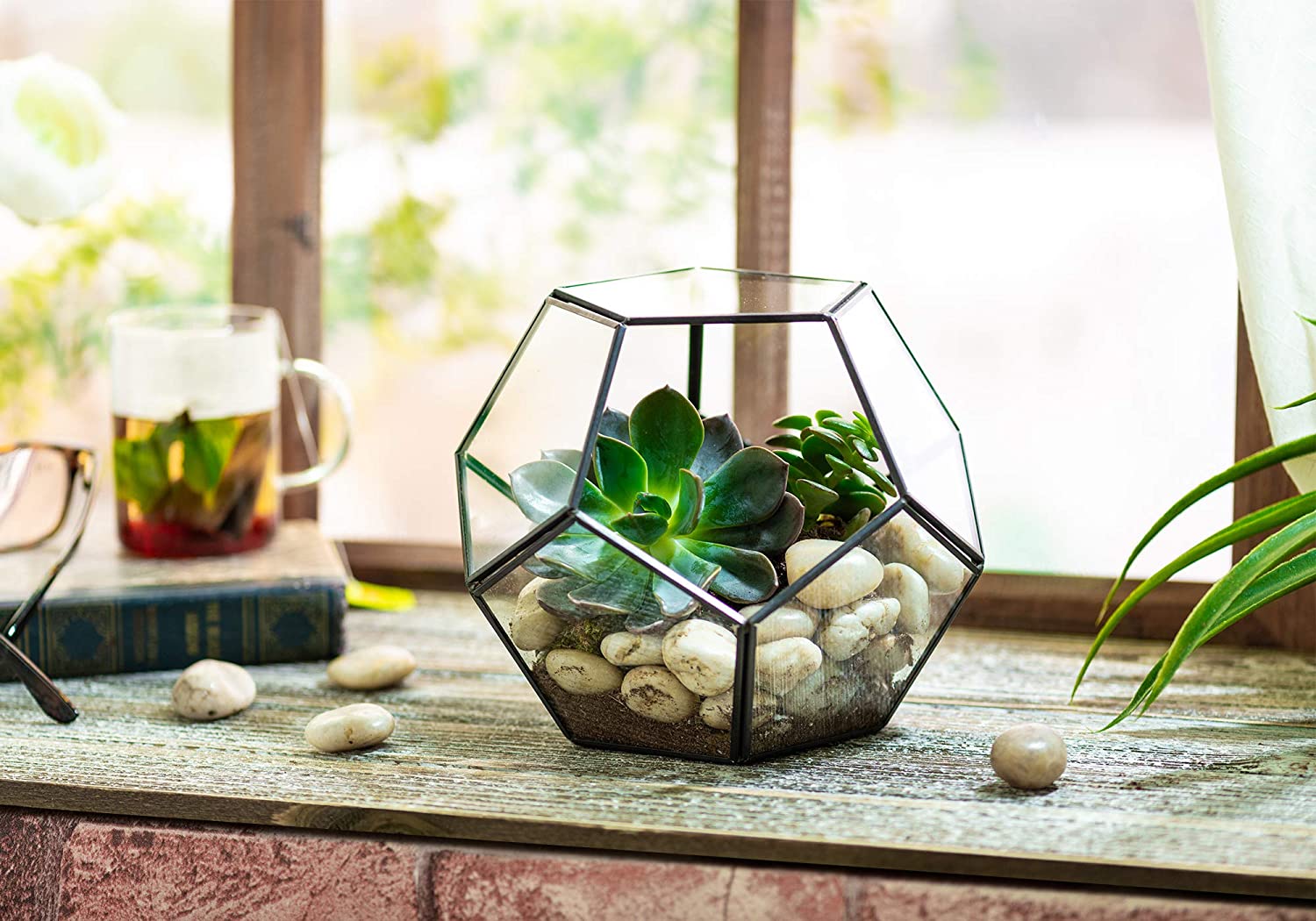 Kook Geometric Glass Terrarium, For Succulents and Air Plants, Black