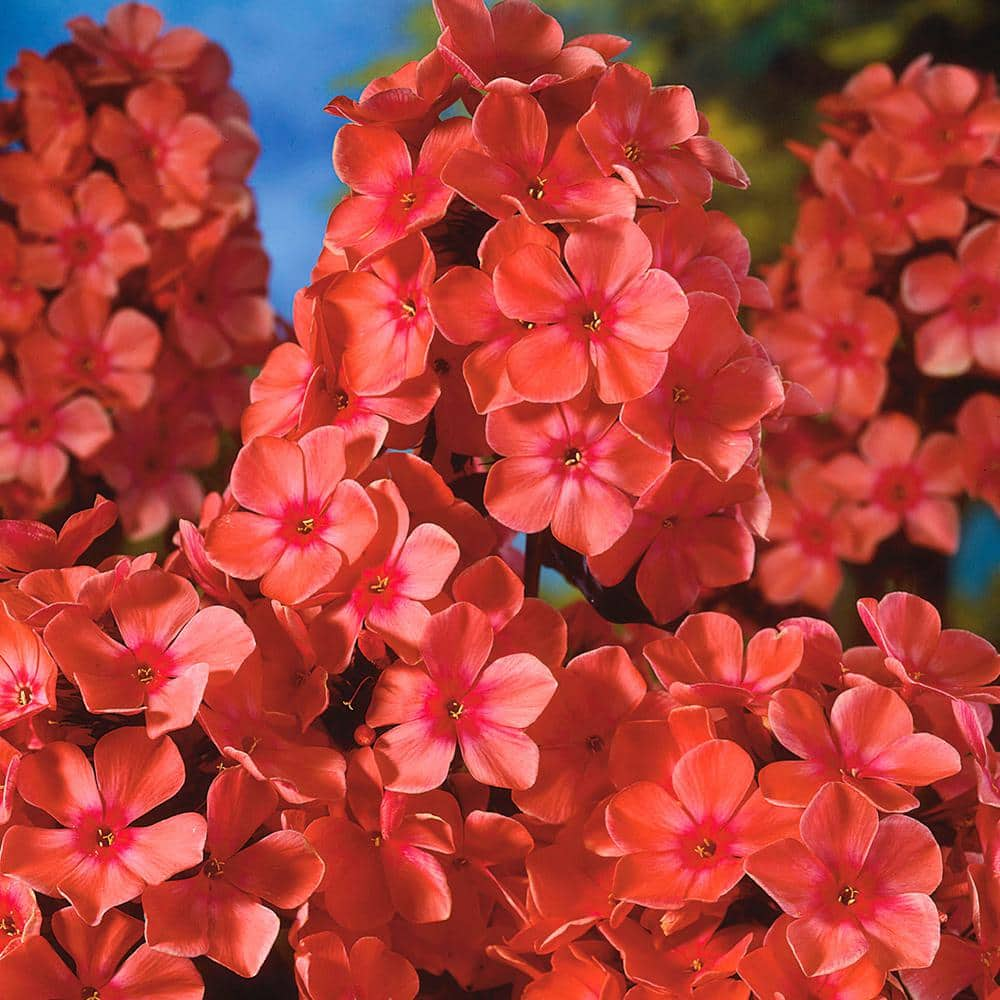 VAN ZYVERDEN Tall Phlox Paniculata Orange Perfection (Set of 5 Roots) 83859