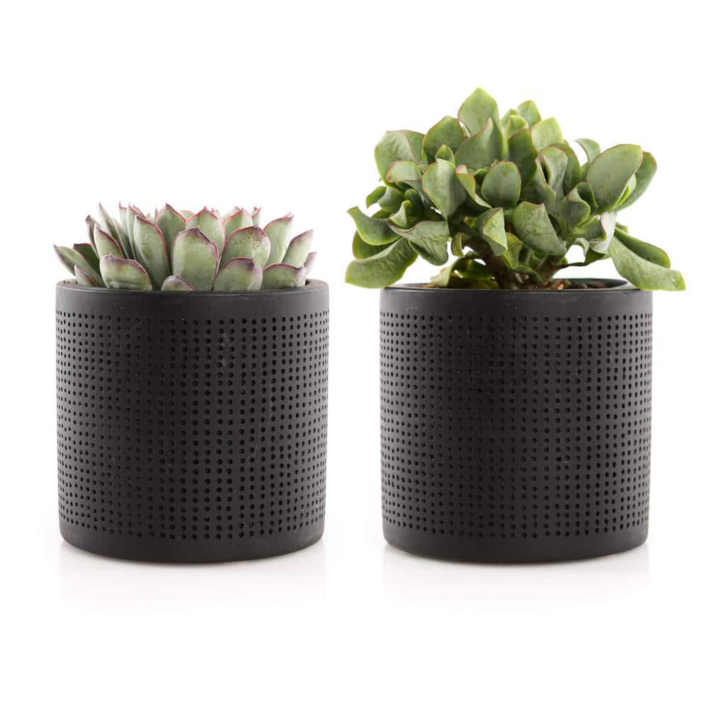 4 in. Assorted Succulent Set in Black Dot Pot (2-Pack) SUCCLYAS39CMSBD