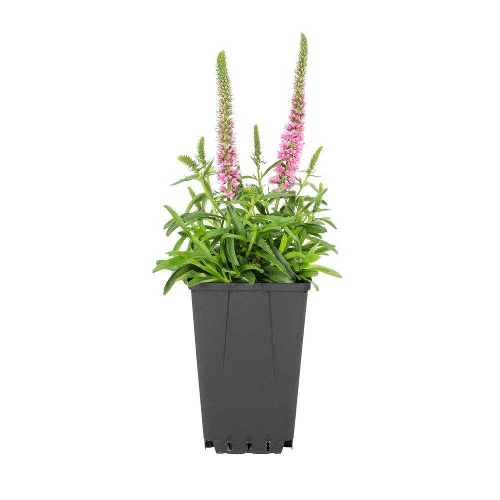 METROLINA GREENHOUSES 2.5 qt. Veronica Speedwell Magic Show Pink Potion Plant with Pink Blossoms in Grower Pot 1008974560