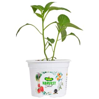 BONNIE PLANTS HARVEST SELECT 25 oz. Carmen Italian Sweet Pepper Plant 715339421425