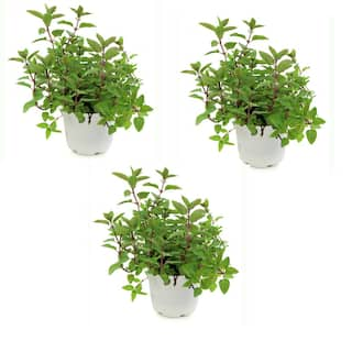 national PLANT NETWORK Chocolate Mint Herb Plant (3-Piece) HD2032