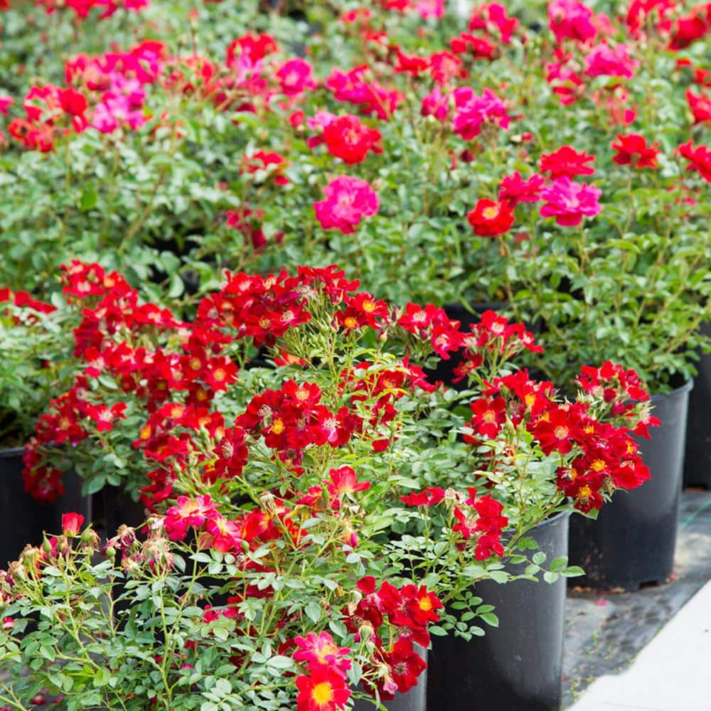 Drift 3 Gal. Red Drift Rose Bush with Red Flowers (2-Pack) THD00085