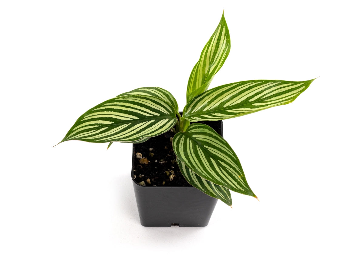 Josh's Frogs Calathea elliptica 'Vittata' Prayer Plant