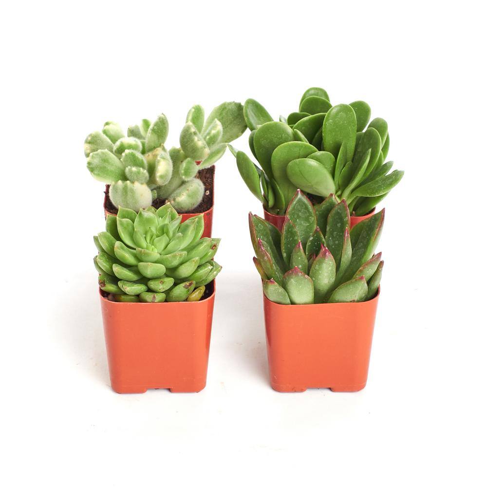 Shop Succulents 2 in. Green Succulent (Collection of 4) G4