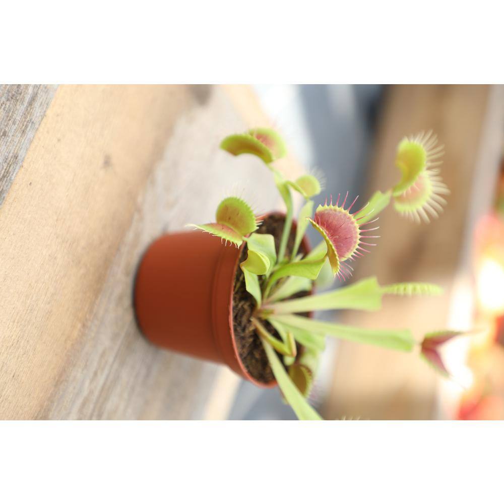 ALTMAN PLANTS 3 in. Venus Fly Trap 0881351