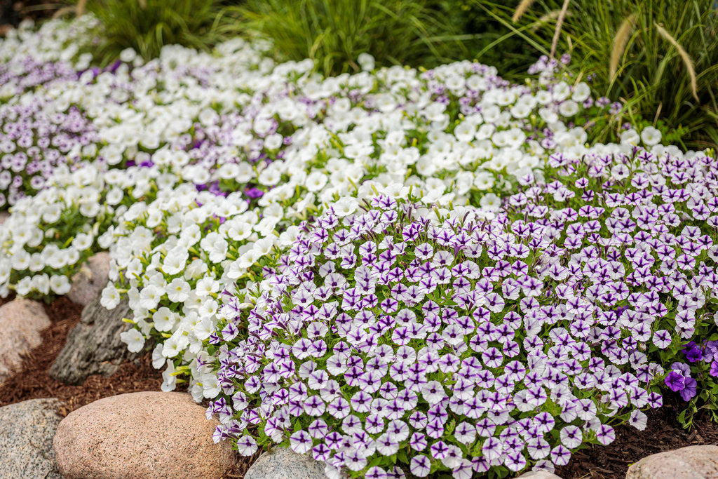 4.25 in. Eco+Grande， Supertunia Mini Vista White (Petunia) Live Plants， White Flowers ((4-Pack))