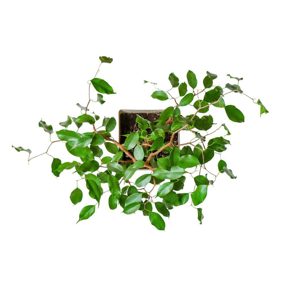 PROVEN WINNERS leafjoy Collection Ficus Benjamina Danielle Plant in 7 in. Seagrass Pot Avg Ship Height 8 in. PWFBD6SEA1PK