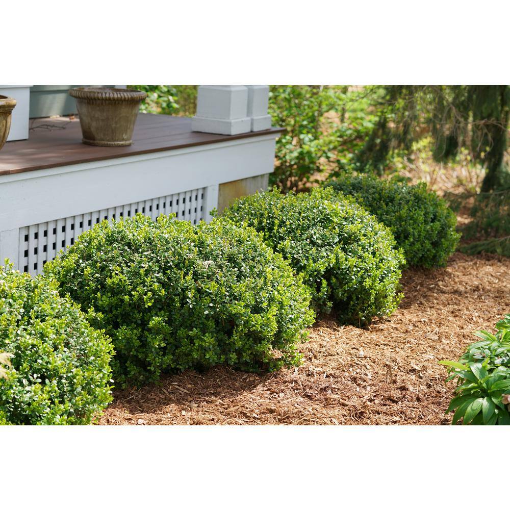 PROVEN WINNERS 1 Gal. Sprinter Boxwood (Buxus) Live Evergreen Shrub Green Foliage BUXPRC1006101