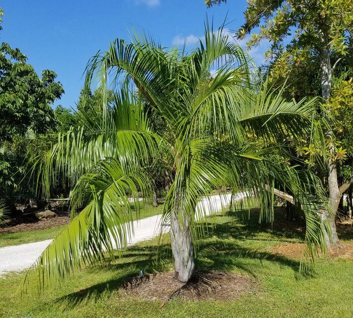 Mule Palm - Live Plant in a 3 Gallon Growers Pot - Xbutiagrus Nabonnandii - Rare Ornamental Palms of Florida