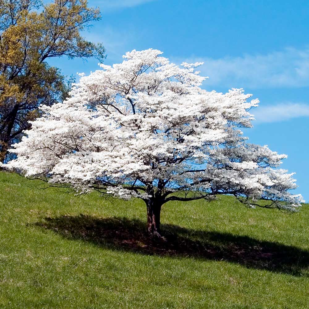 White Dogwood