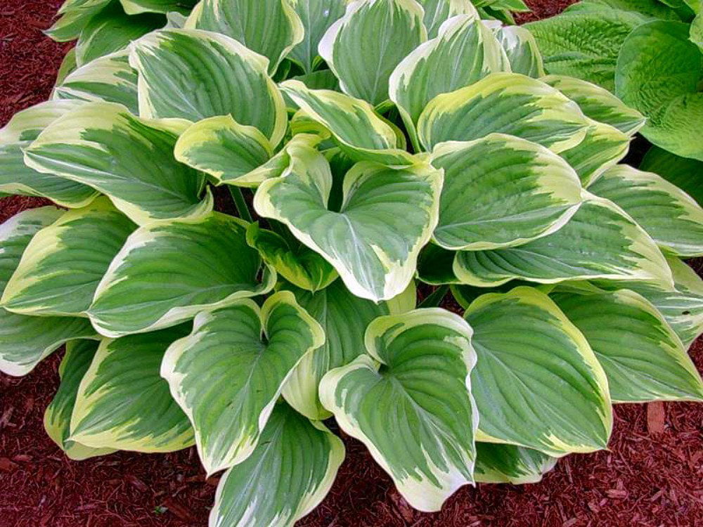 Blazing Saddles Hosta - NEW! - Large Hosta! - Live Plant - Quart Pot