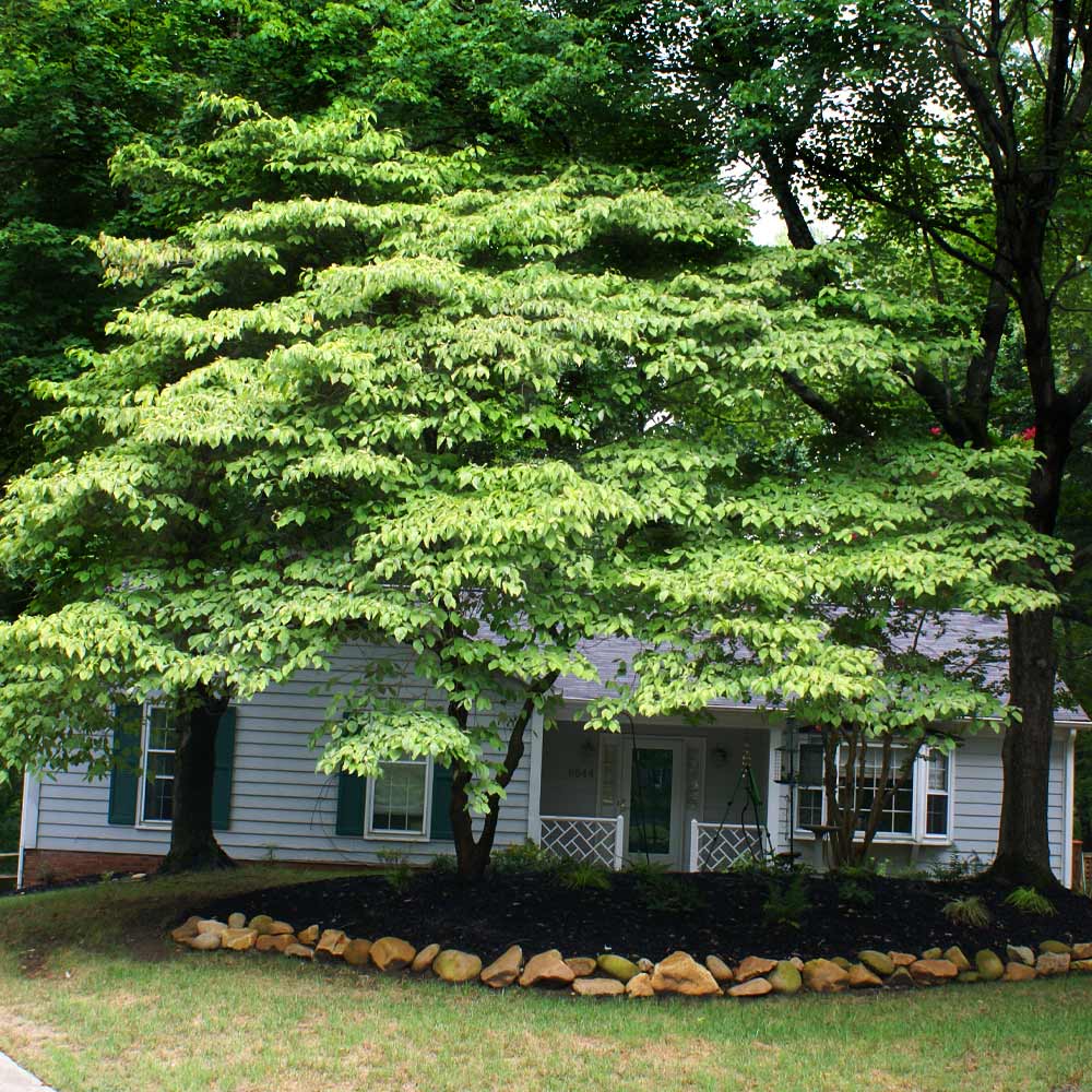 White Kousa Dogwood