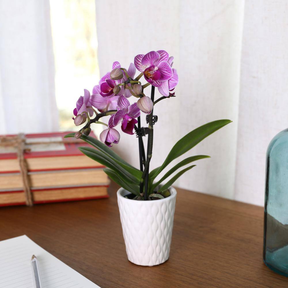 Just Add Ice Orchid (Phalaenopsis) Mini Pink Plant in 2-12 in. White Ceramic Pottery J5000