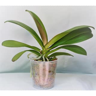 Grower's Orchid Phalaenopsis in 5 in. Plastic Pot GROPHALPK1