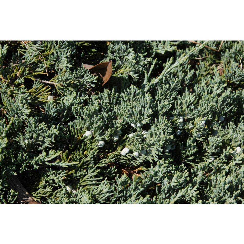 2.25 Gal. Blue Rug Juniper Live Shrub with Silvery-Blue Foliage O492503