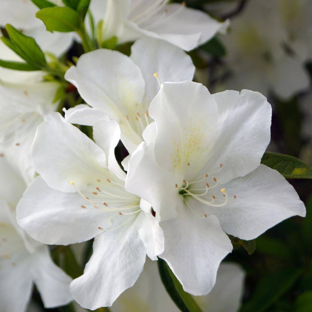 national PLANT NETWORK 2.25 Gal. Azalea Irish Creme Flowering Shrub with White Blooms HD7009
