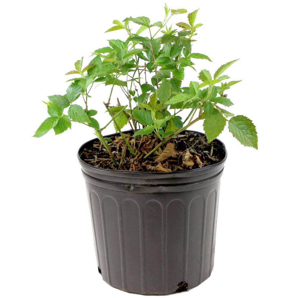 national PLANT NETWORK 2.25 Gal. Navaho Blackberry Plant HD7056