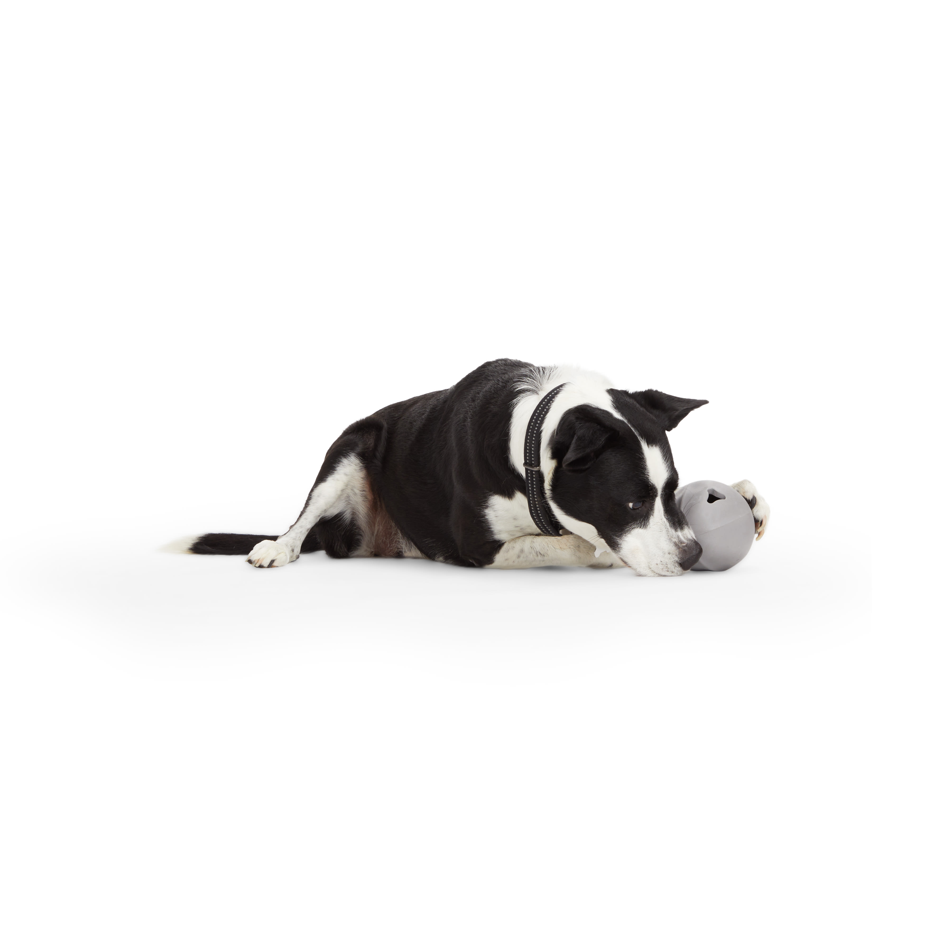 Reddy Grey Occupy Dispenser Dog Toy， Medium