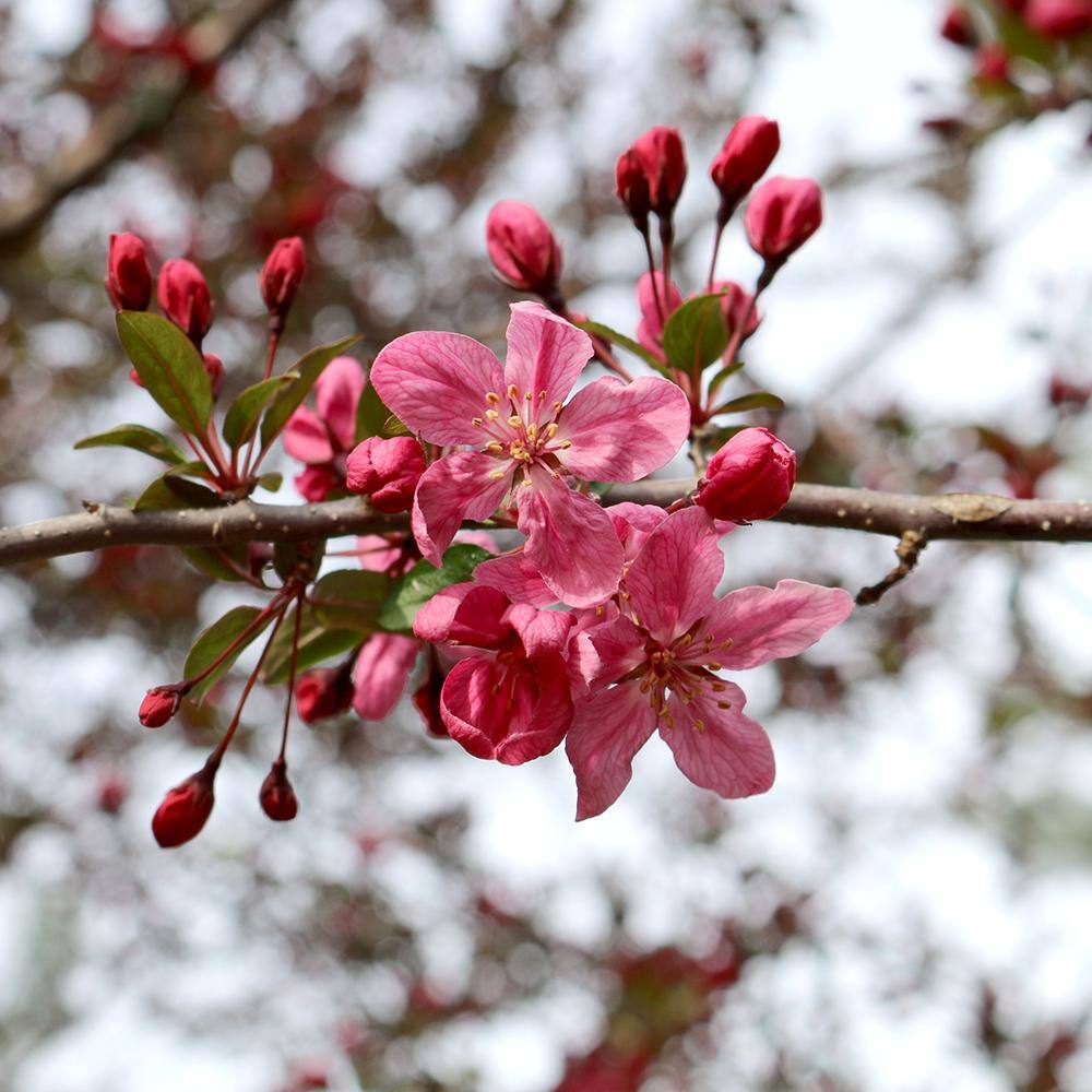 5 Gal. Robinson Pink Flowering Crabapple Tree CRAROB05G