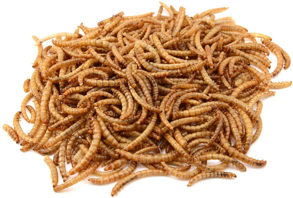 Exotic Nutrition Dried Mealworms