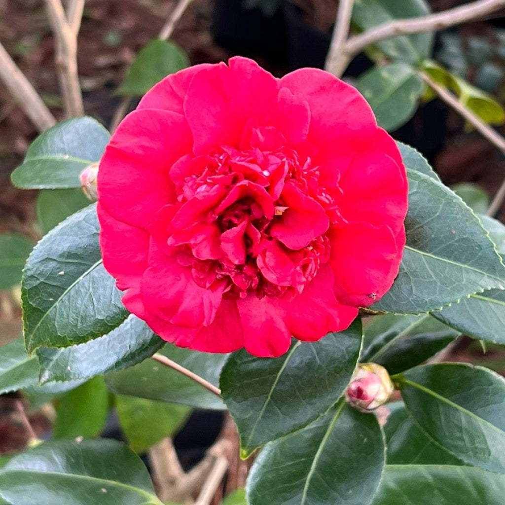 Camellia Governor Mouton