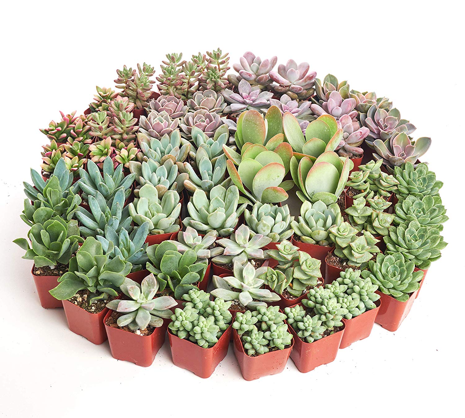 Home Botanicals Premium Pastel Succulent (Collection of 40)