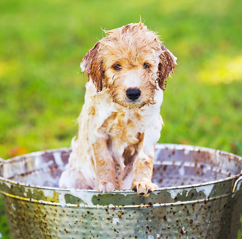 Pawstruck Tearless Puppy Dog Shampoo， 16-oz bottle