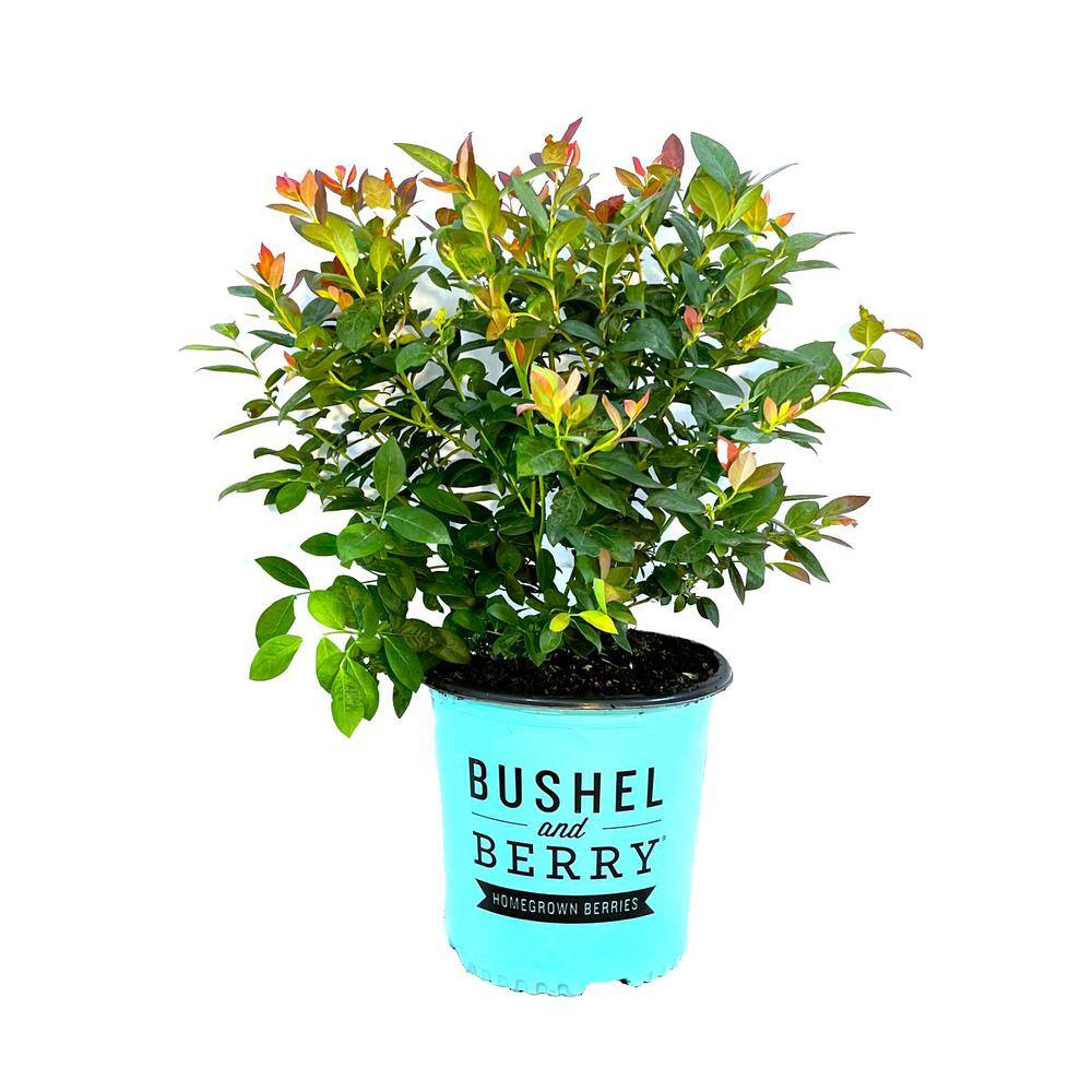 BUSHEL AND BERRY 2 Gal. Bushel and Berry Pink Icing Blueberry Live Plant with Large Robust Flavored Berries O892702