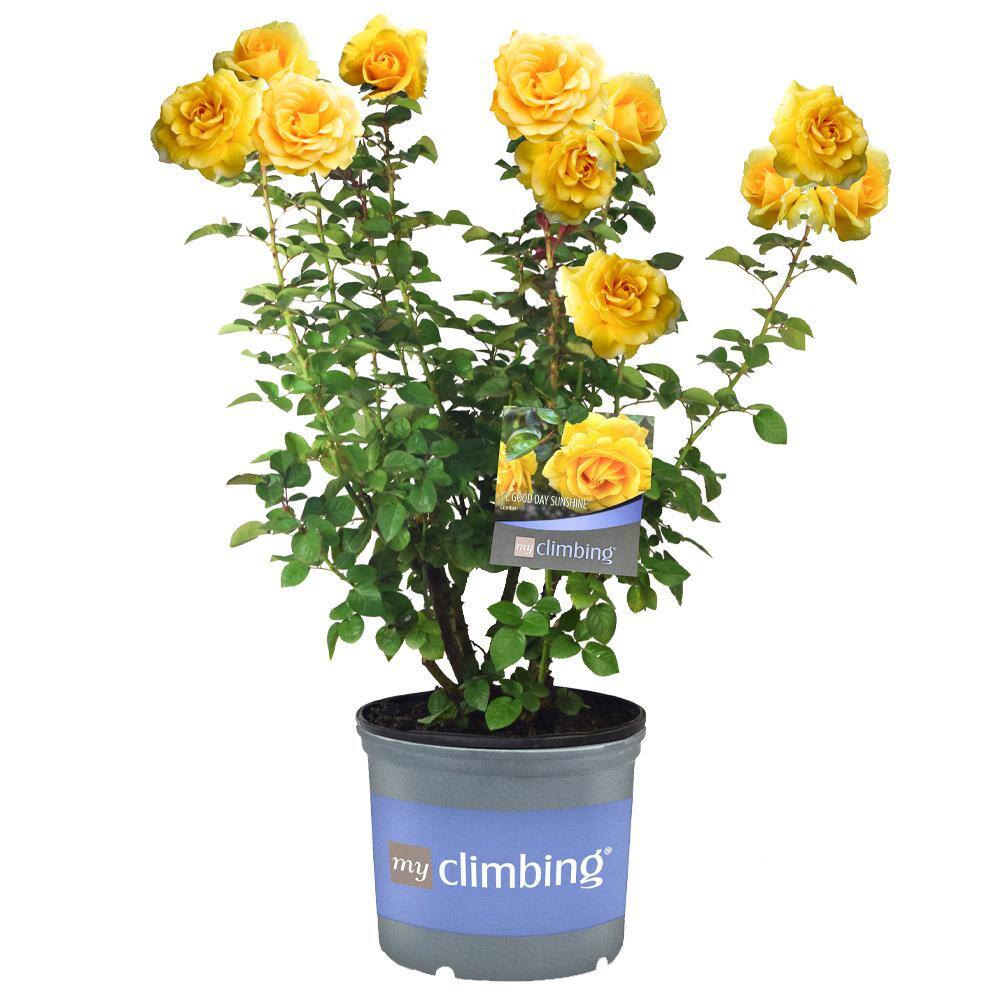 MY CLIMBING 3 Gal. Good Day Sunshine Climbing Rose with Yellow Flowers 17568