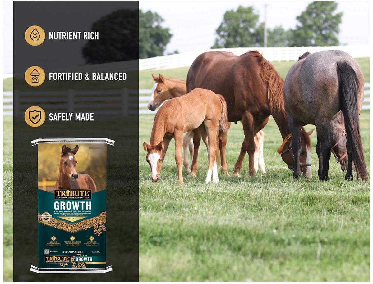 Tribute Equine Nutrition Growth Pellet Low-NSC， Molasses-Free Horse Feed