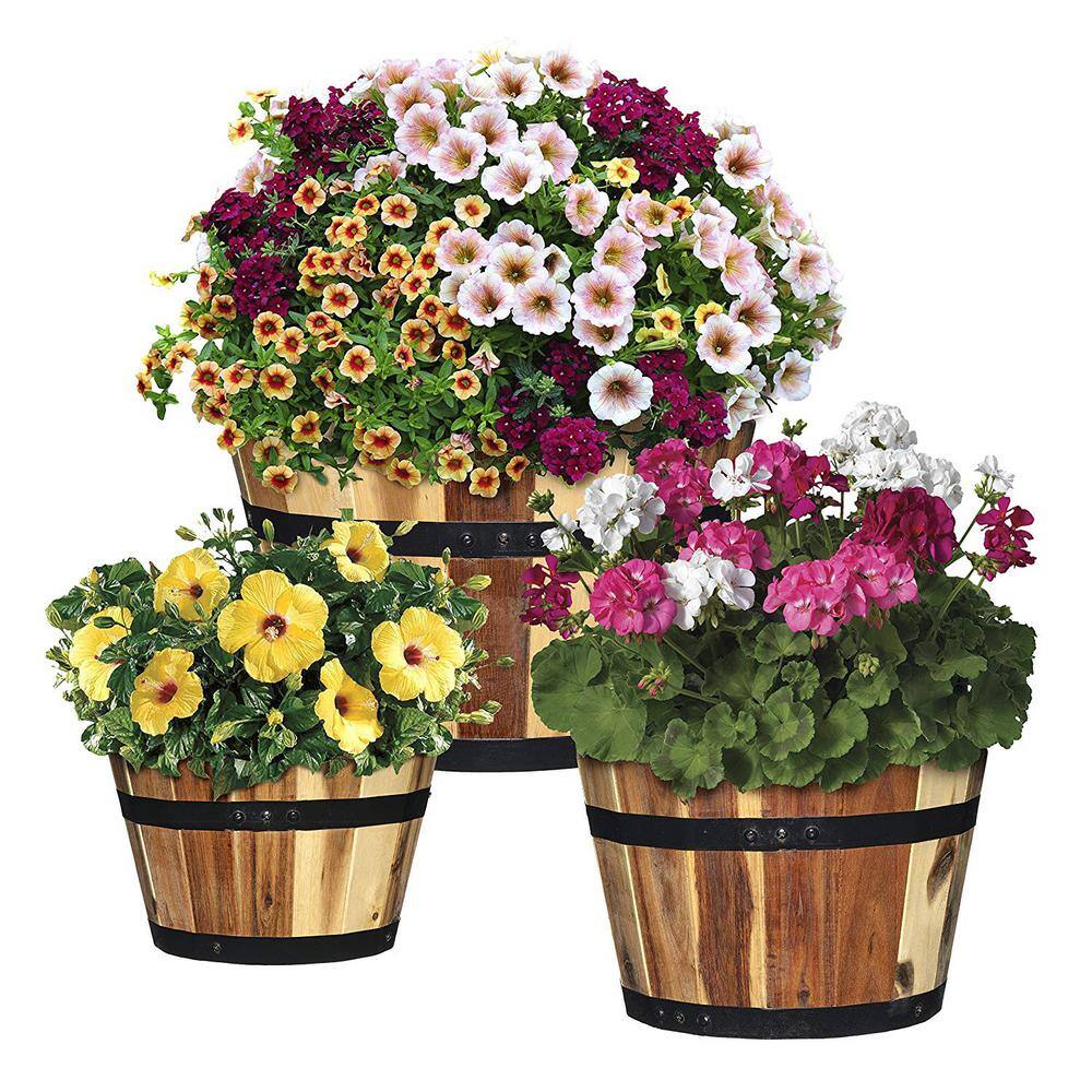 CHG CLASSIC HOME  GARDEN Acacia Wood Barrel Planters (Set of 3) 58003