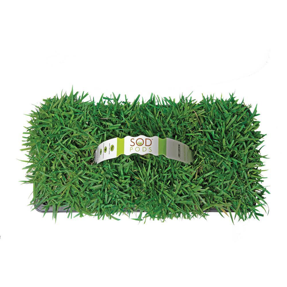 Sod Pods Zoysia Grass Plugs (32-Count) Natural Affordable Lawn Improvement SPZO32