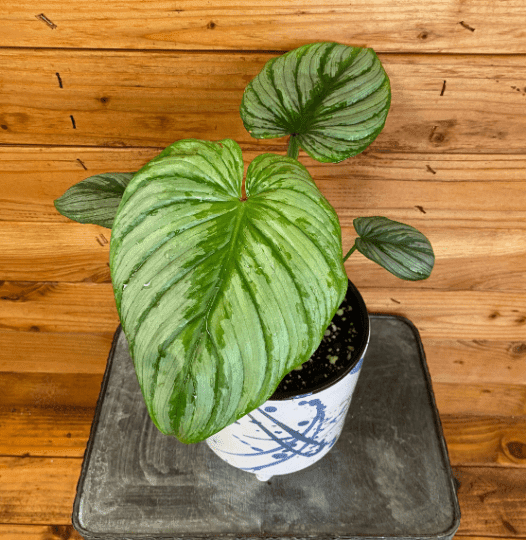 Philodendron Mamei， 6