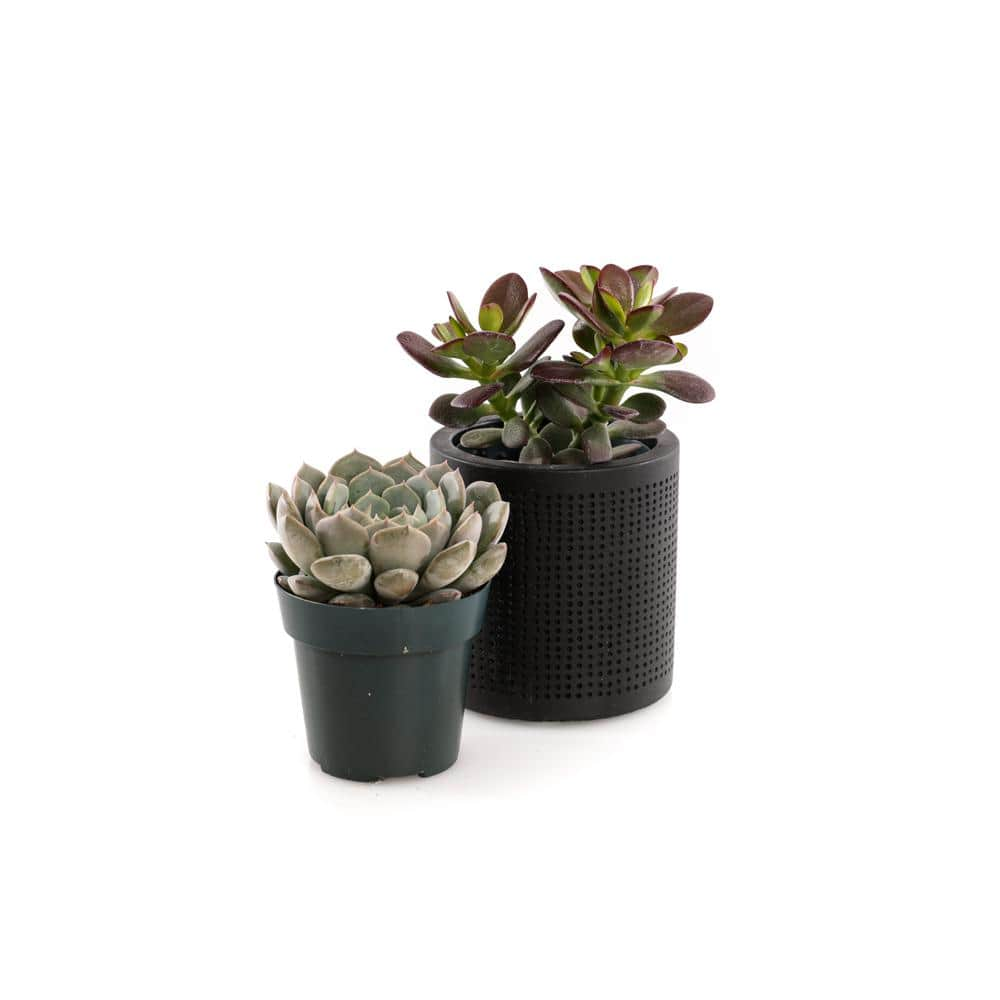 2.5 in. Assorted Succulent Set in Black Dot Pot (2-Pack) SUCCLYAS325SBD