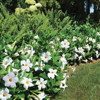 Rio 2 Qt. Dipladenia Flowering Annual Shrub with White Blooms 1004124245